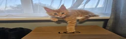 Maine Coon cats for sale: Red Tabby Maine Coons  - Advert 8