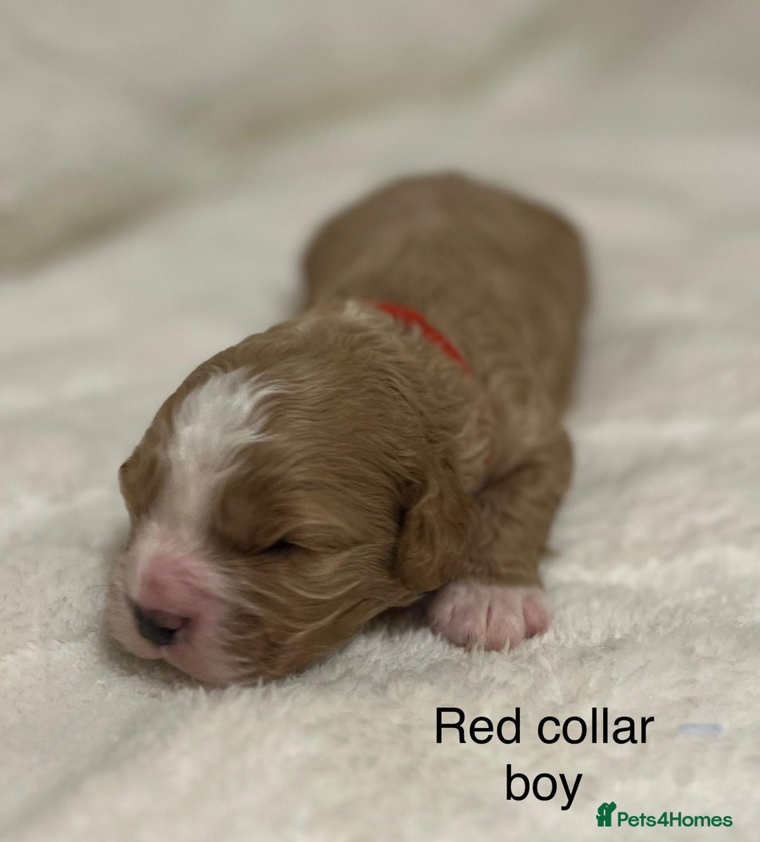 Cavapoo dogs for sale: F1B cavapoo puppies-extensively health tested - Advert 14