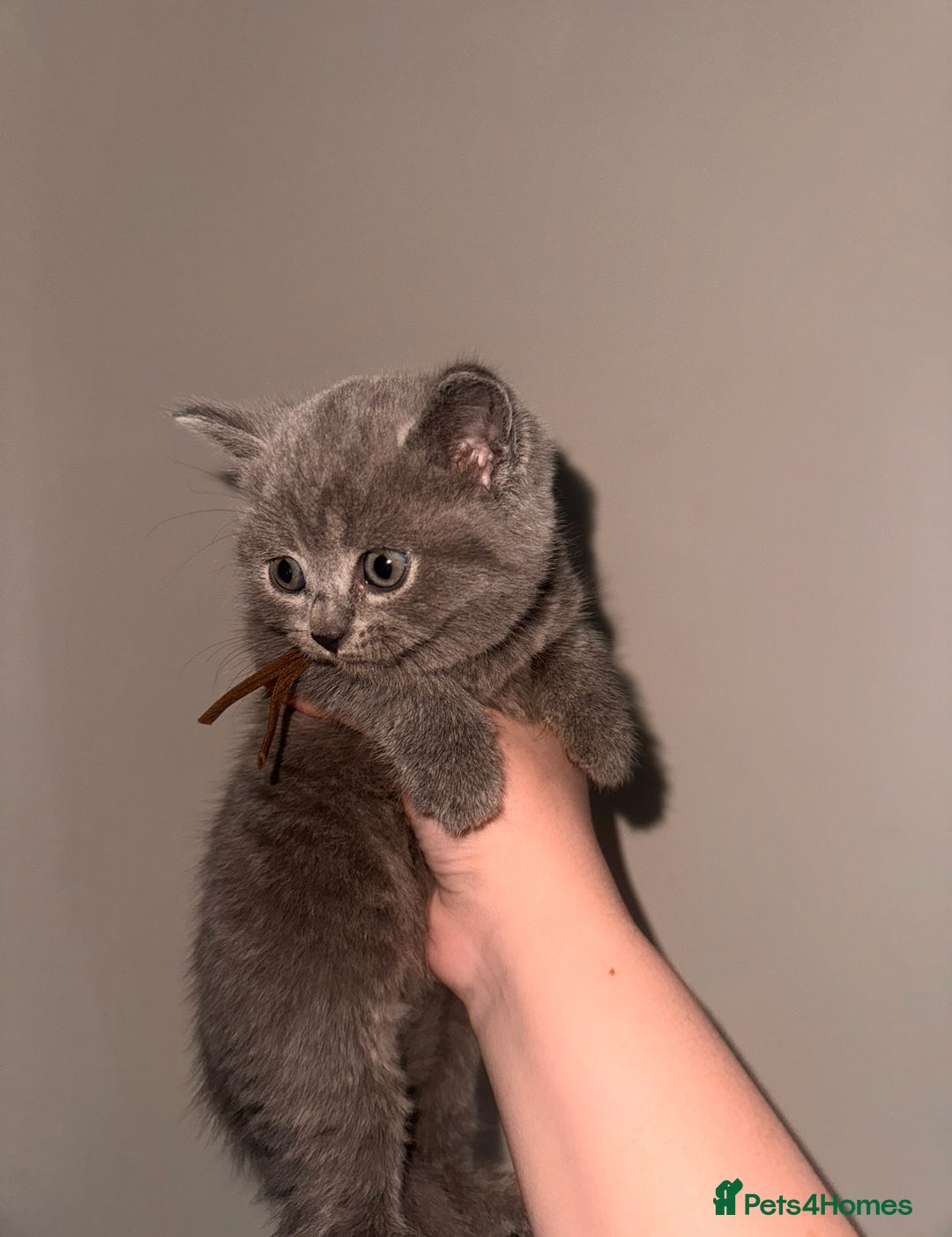 British Shorthair cats for sale: 🌟 Blue British Shorthair kittens🌟 - Image 9