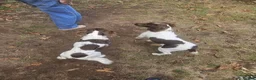 English Springer Spaniel dogs for sale: Willows pups in Bristol - Advert 7