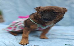 Mixed Breed dogs for adoption: 💖🐶 KNOPA 🐶💖 - Image 15