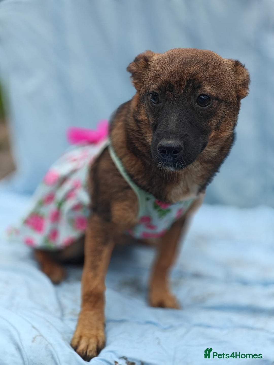 Mixed Breed dogs for adoption: 💖🐶 KNOPA 🐶💖 - Image 15