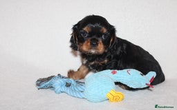 Cavalier King Charles Spaniel dogs for sale: Gorgeous Cavalier King Charles Spaniel puppies - Image 19