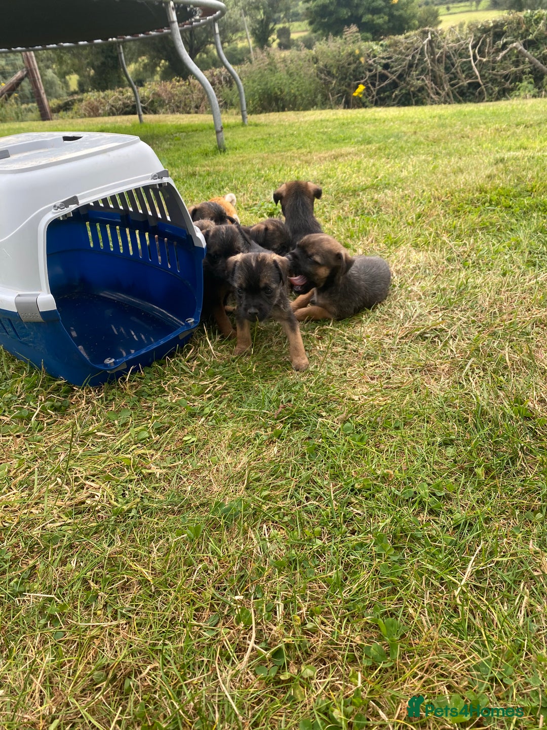 Border Terrier dogs for sale: Border terrier  - Image 6