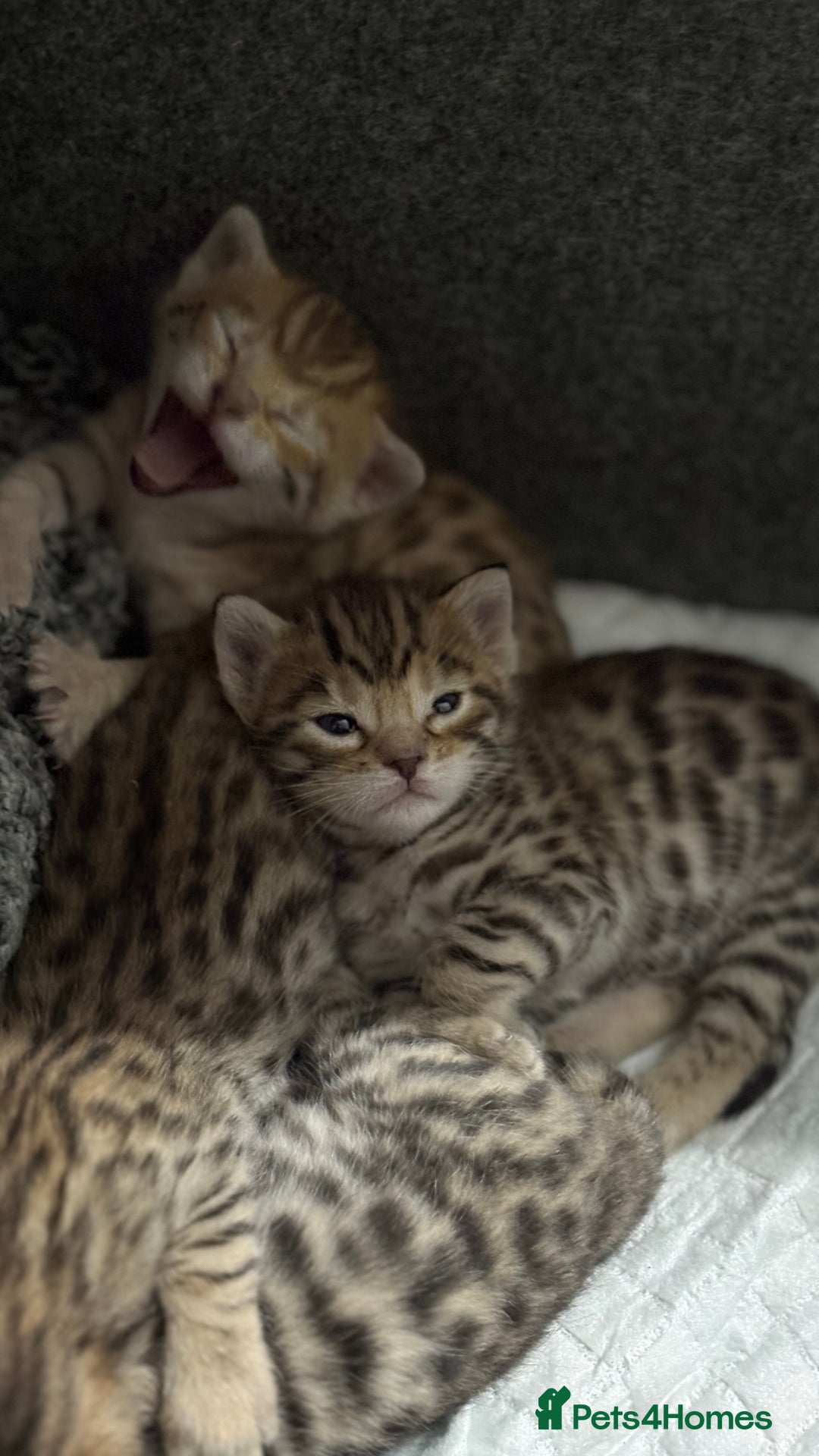 Bengal cats for sale: Pure Bengal Kittens For sale  - Advert 5