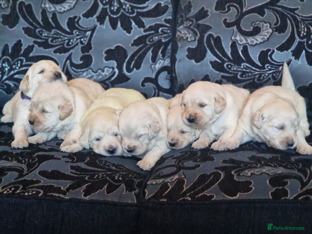 Golden Retriever dogs for sale: 🐾Pure Golden retrievers puppy🐾 - Image 24