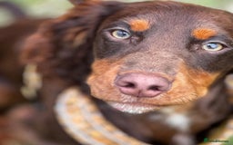 Cocker Spaniel dogs for sale:   KC Registered cocker spaniel 🐾🐾🐾🐾🐾🐾🐾🐾 - Image 17