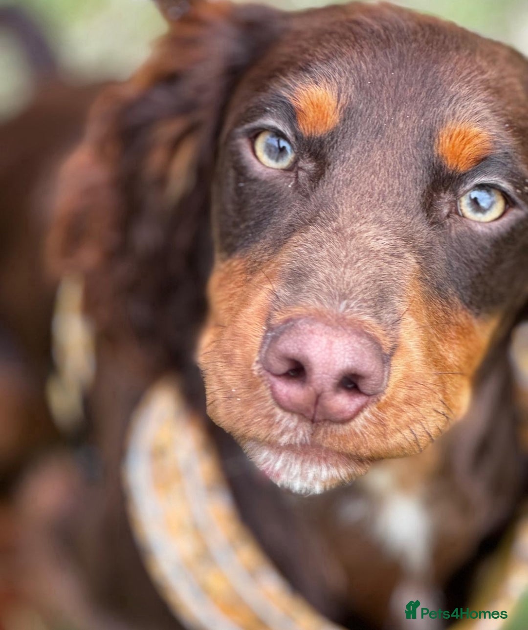 Cocker Spaniel dogs for sale:   KC Registered cocker spaniel 🐾🐾🐾🐾🐾🐾🐾🐾 - Image 17