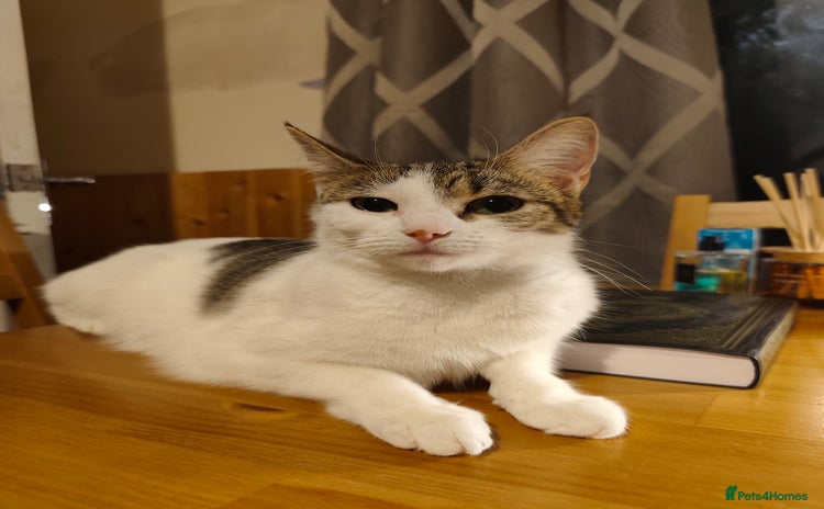 European cats Young mother. - Advert 6