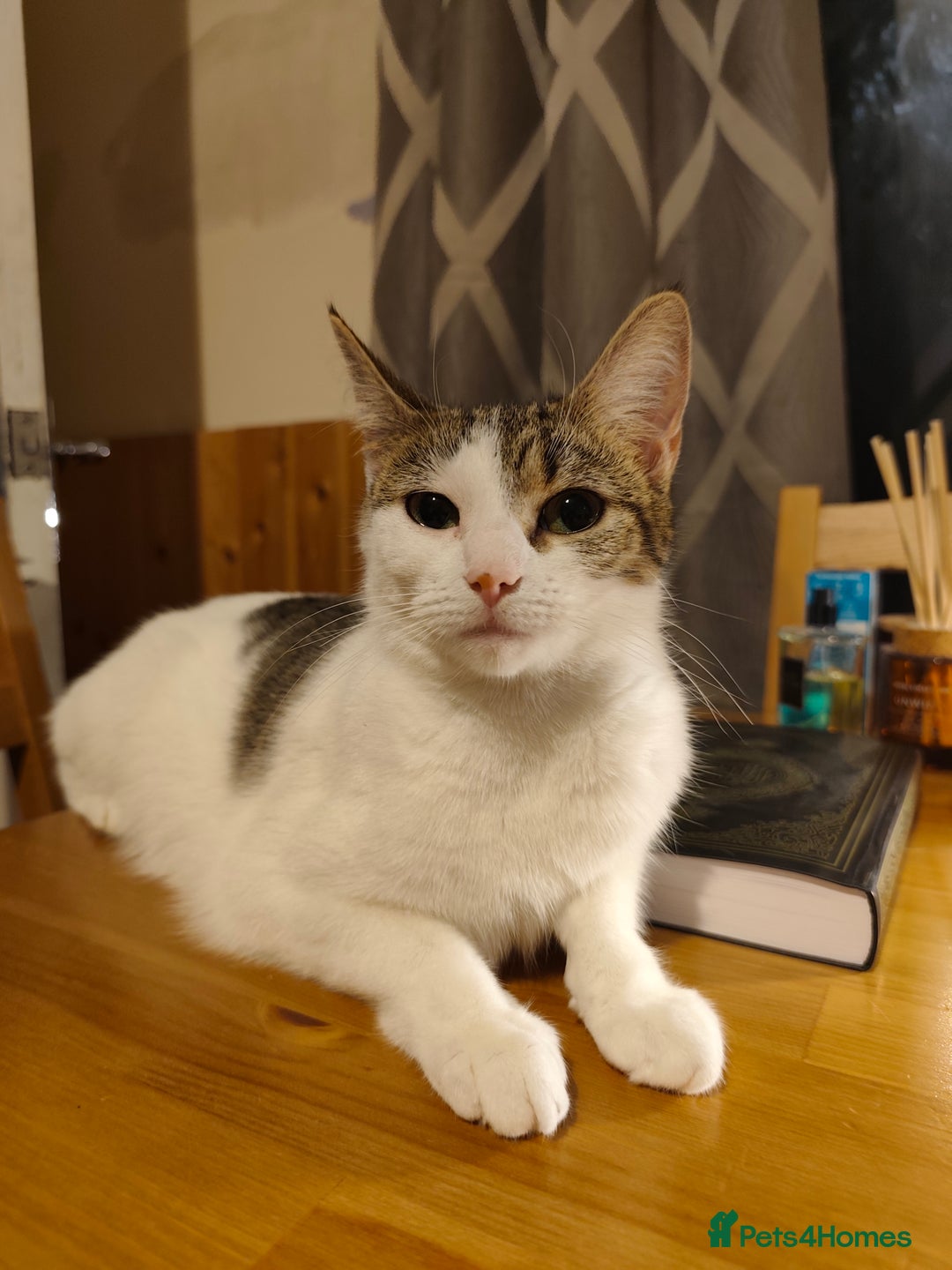 European cats for sale: Young mother. - Advert 1