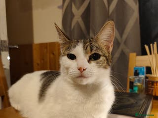 European cats Young mother. - Advert 6