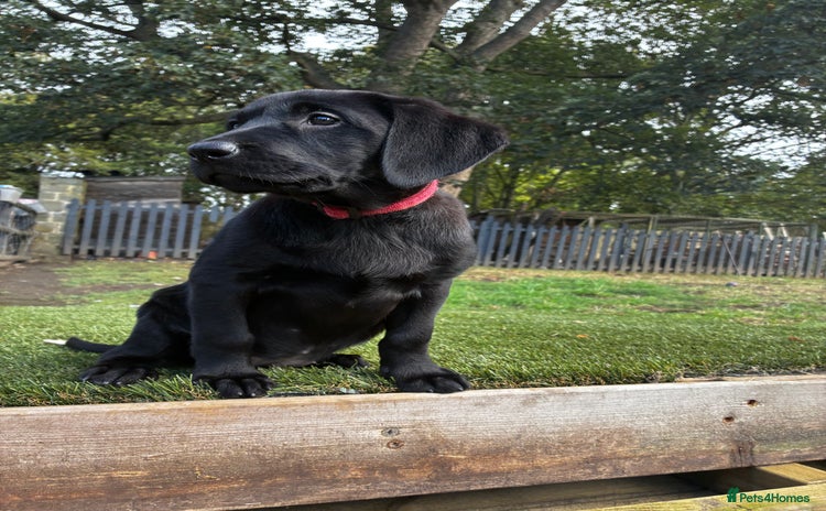 Labrador Retriever dogs - Advert 6