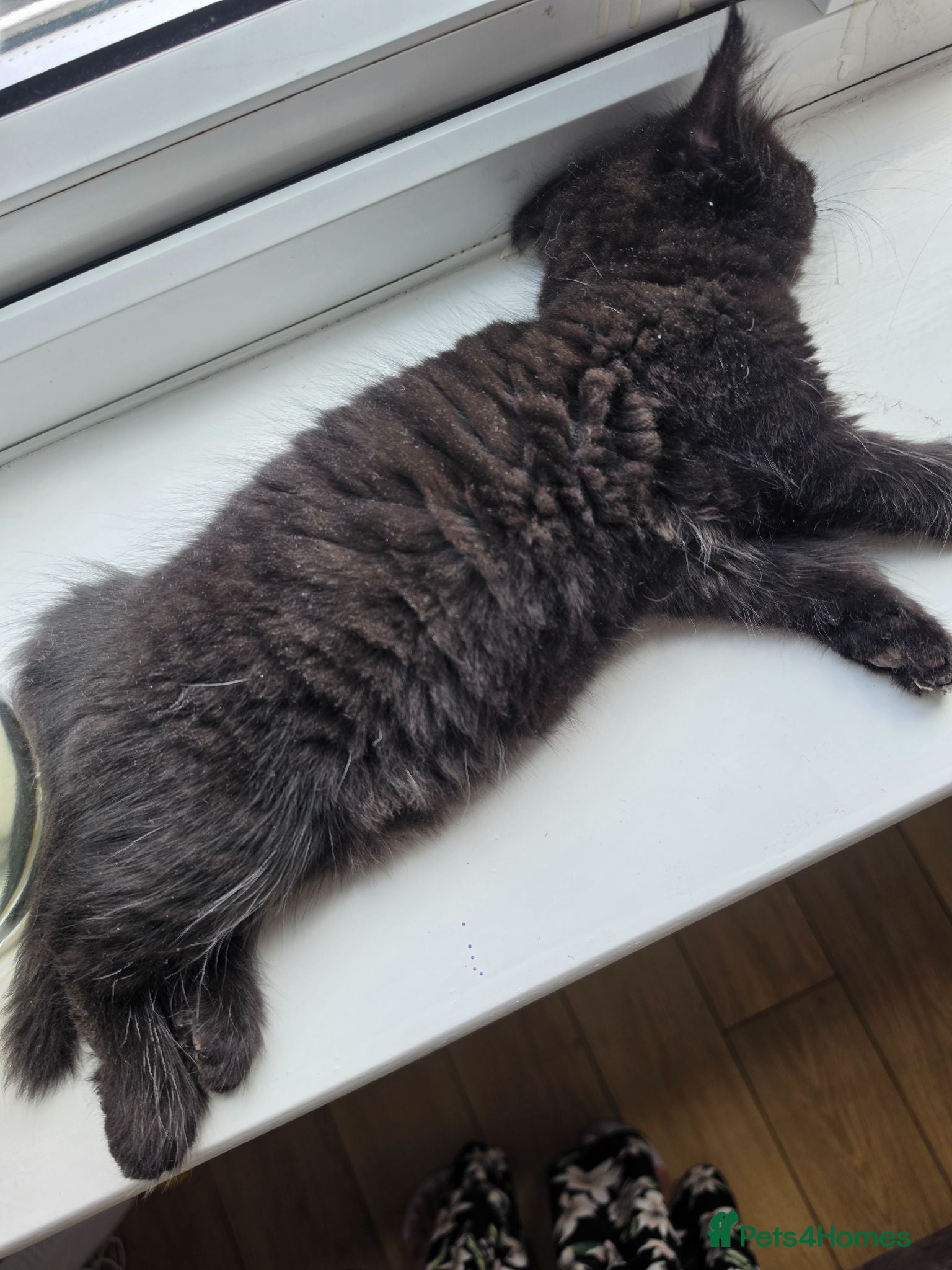 British Shorthair cats 🌟 fluffy kittens readys to go🌟  - Advert 7
