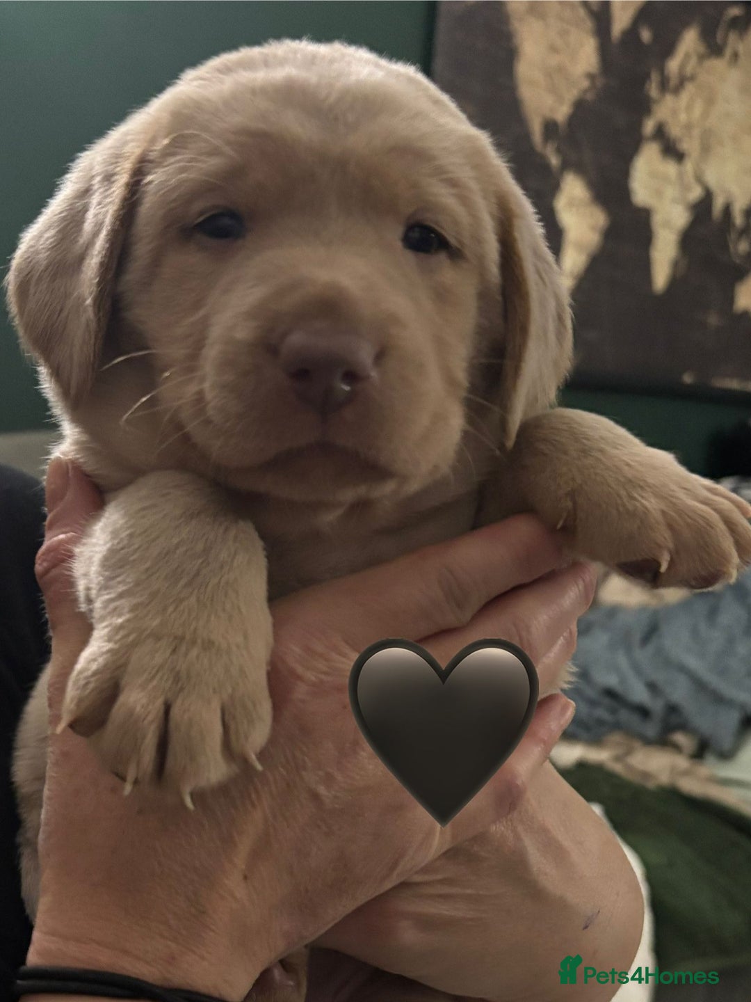 Labrador Retriever dogs for sale: Silver, Charcoal, Champagne Labrador Puppies  - Advert 16