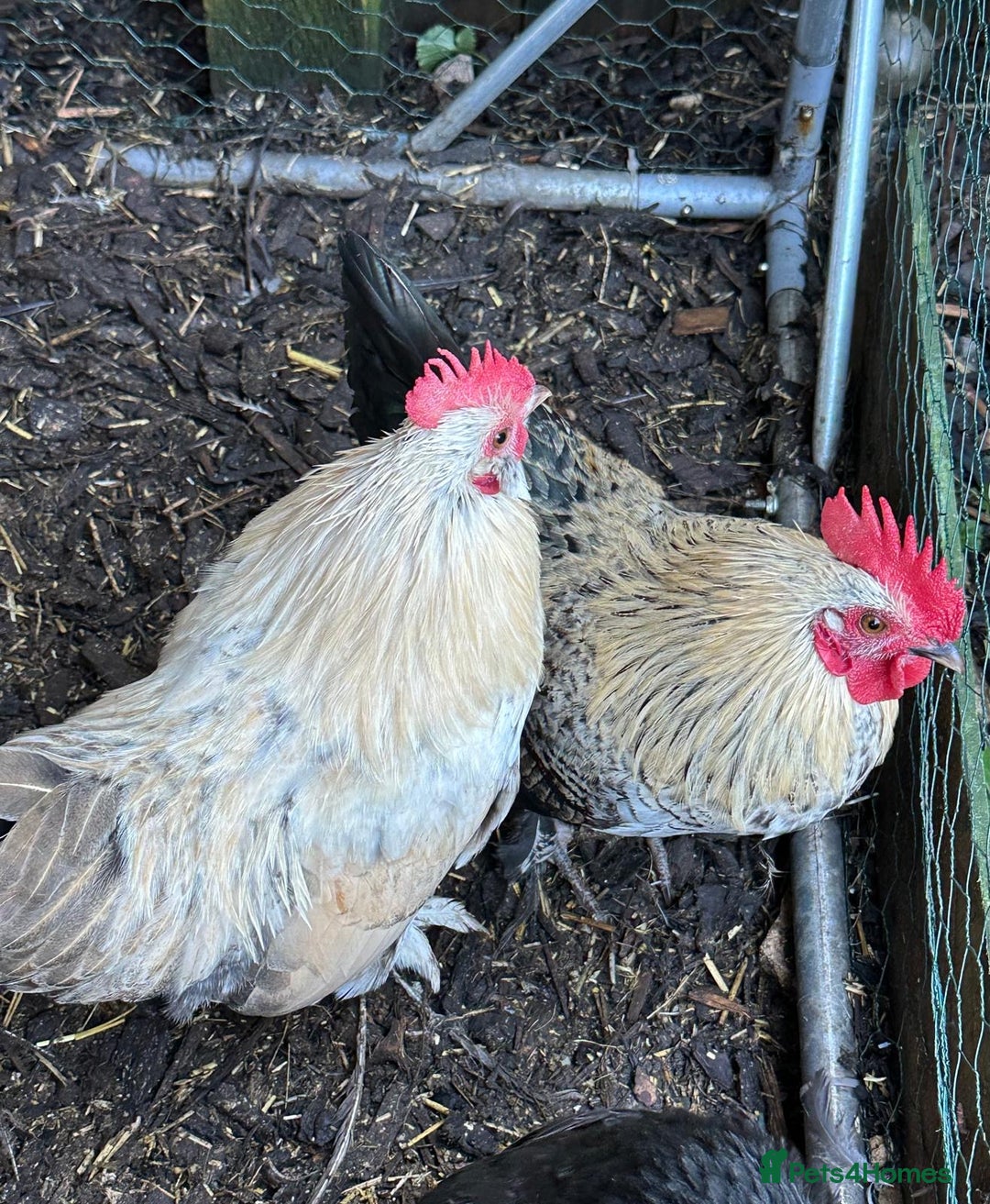 Chickens poultry for sale: Two bantam cockerels.   - Advert 3