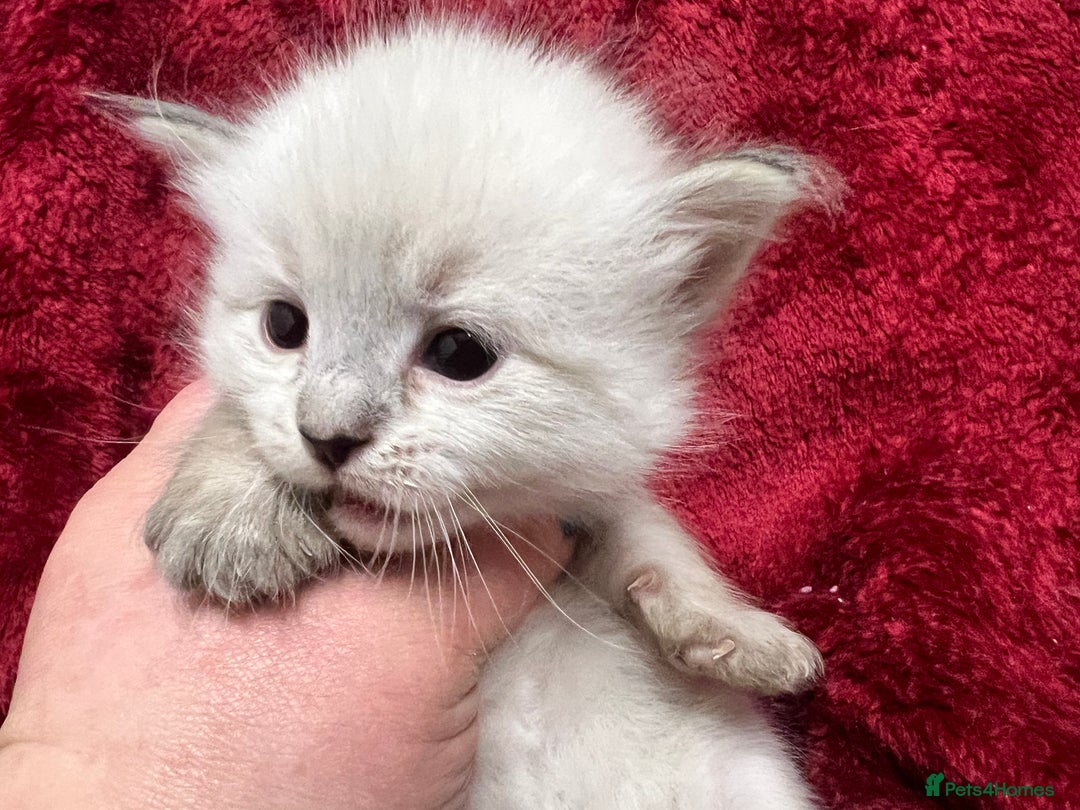 Siberian cats for sale: 🩵🩵Stunning GCCF Siberian Neva Masquerades🩵🩵 - Advert 3