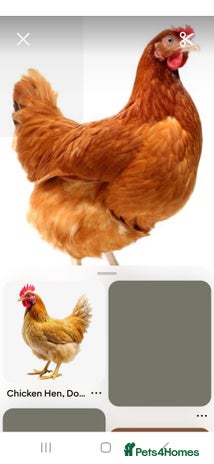 Chickens poultry - Advert 14