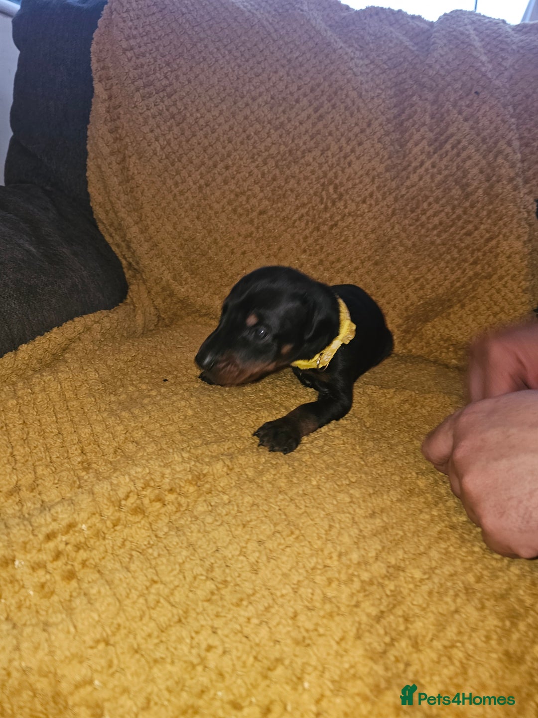 Dobermann dogs for sale: ☆☆DOBERMAN PUPPIES FOR SALE ☆☆ - Advert 13