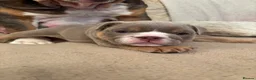 English Bulldog dogs for sale: English Bulldog Puppies – 5 Girls & 2 Boys - Advert 22