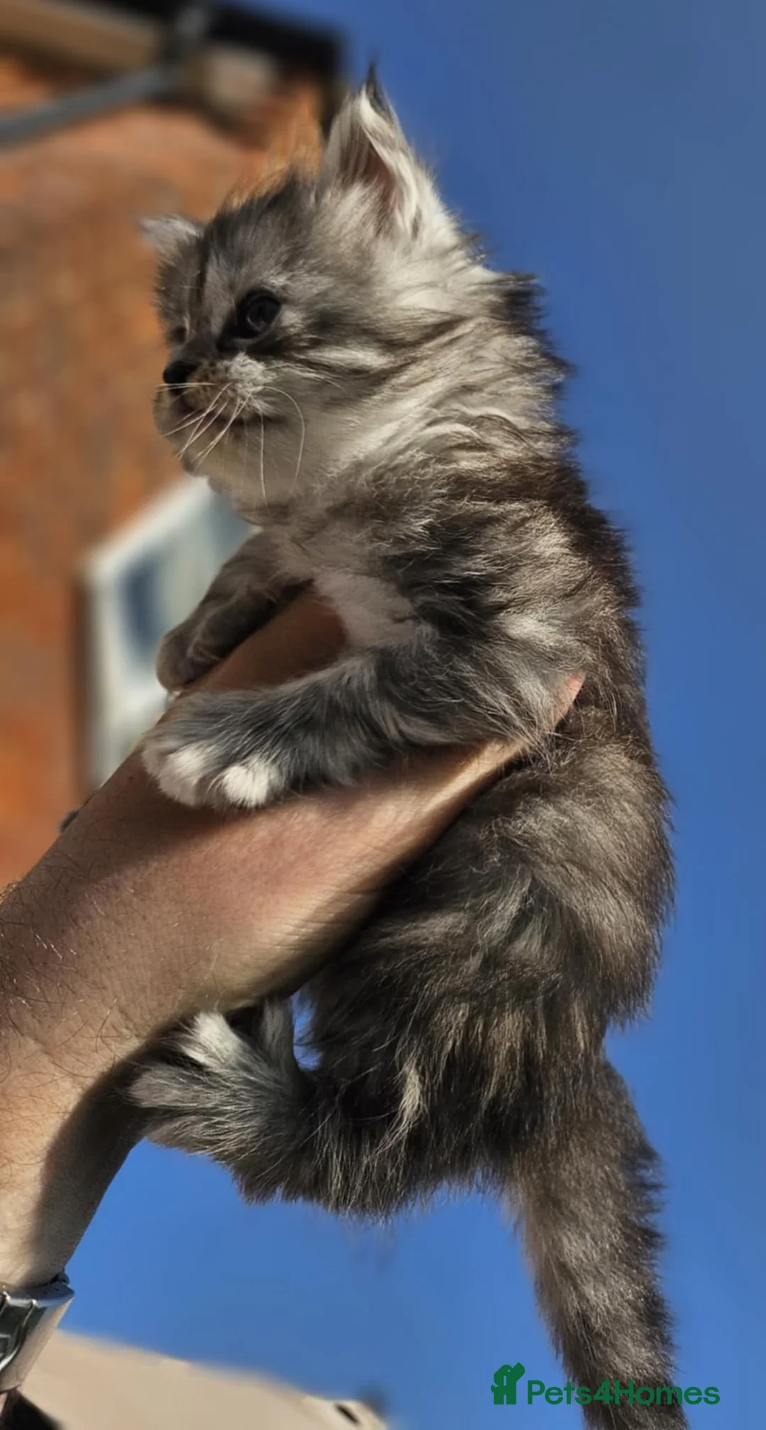 Maine Coon cats for sale: XXL Exceptional Pedigree Kittens Russian line - Advert 31