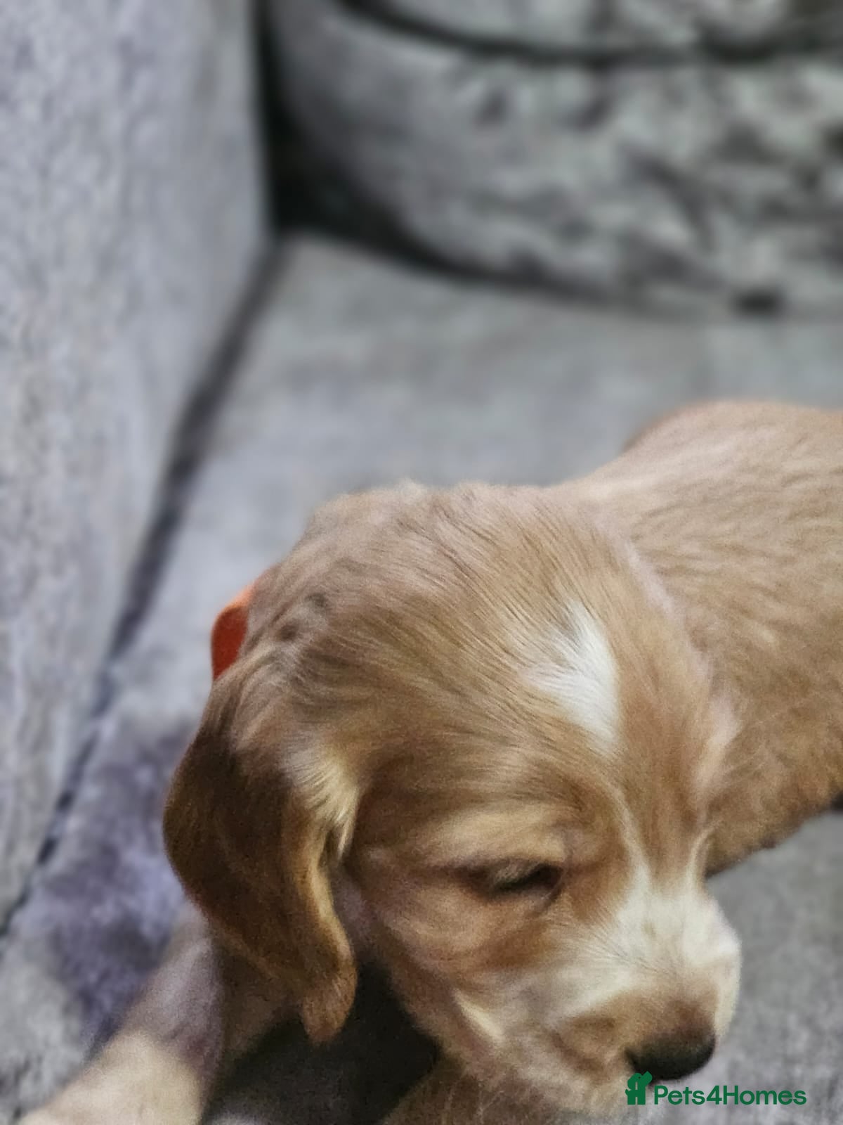 Cocker Spaniel dogs for sale: cocker spaniel puppies - Advert 27