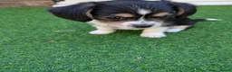Mixed Breed dogs for sale: Cavajack x Pomeranian puppies  in Dereham - Advert 22