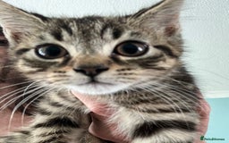 Mixed Breed cats for sale: 3 gorgeous Toms for sale - Image 16