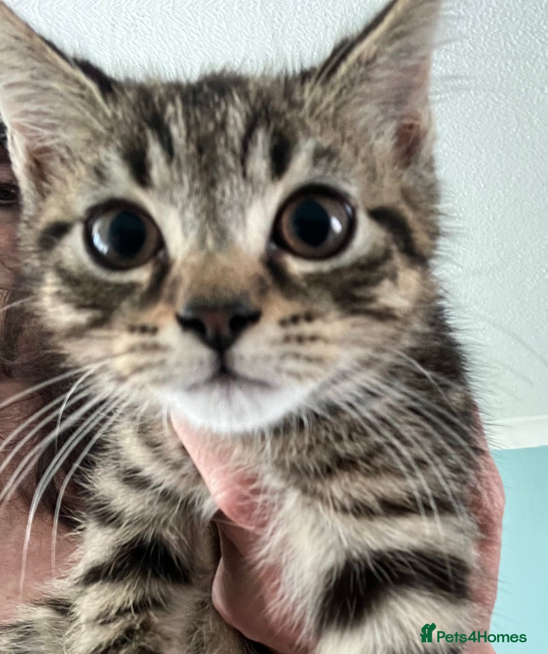 Mixed Breed cats for sale: 3 gorgeous Toms for sale - Image 16