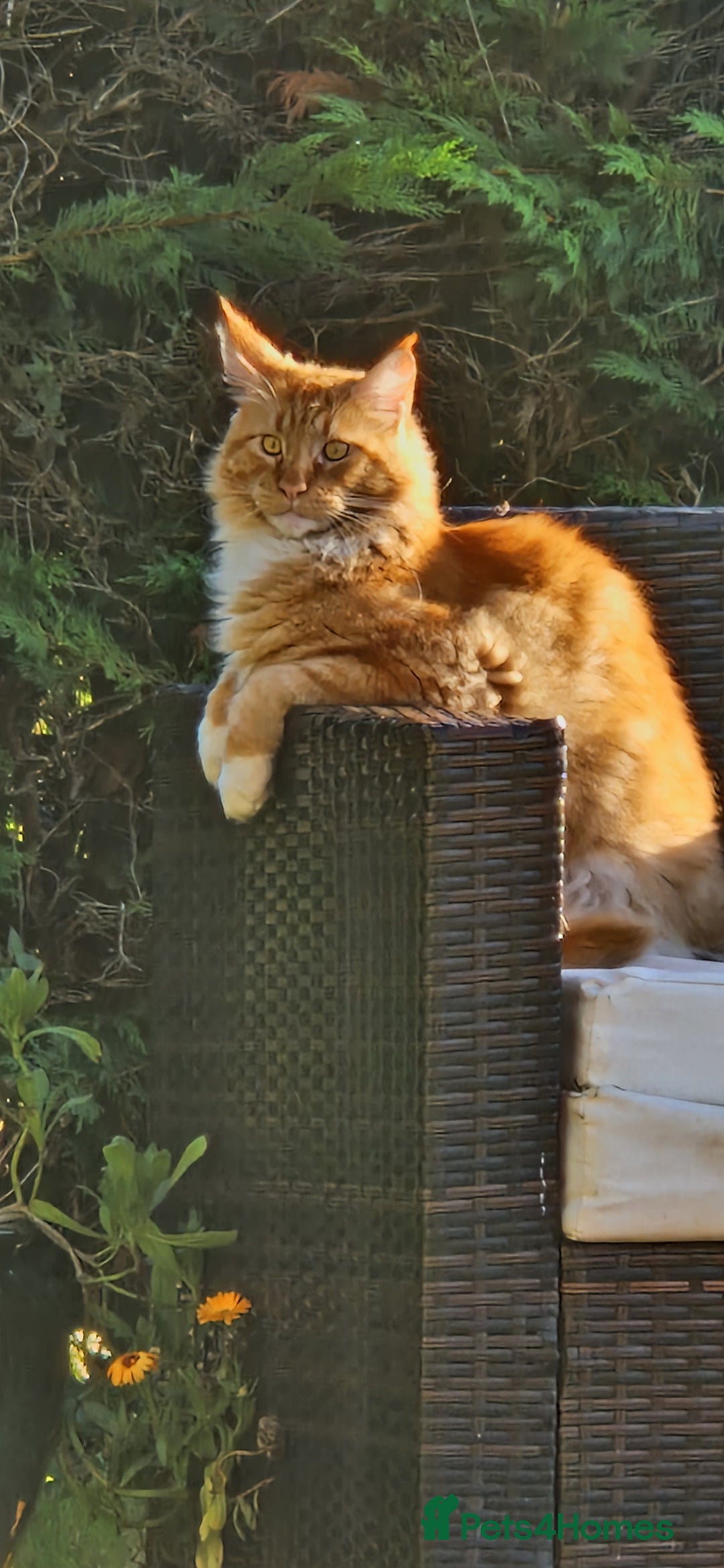 Maine Coon cats for sale: 16 month neutered male - Advert 4