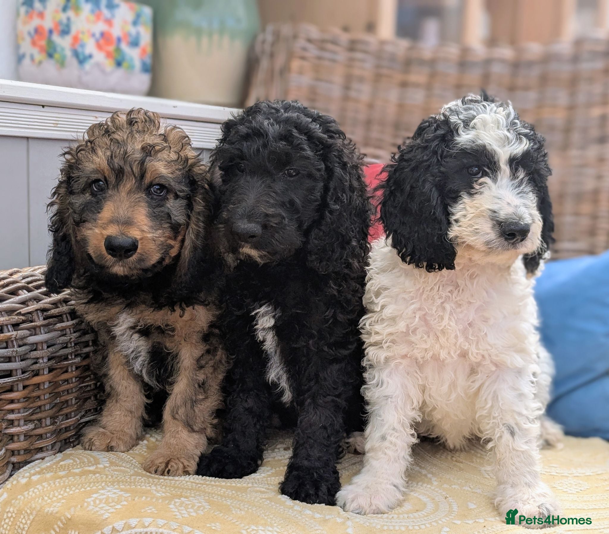 Cockapoo dogs F1 Standard Cockapoo Puppies  - Advert 1