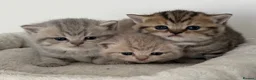 British Shorthair cats for sale: british shorthair kittens  - Advert 18