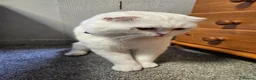 Scottish Fold cats for sale: Scottish fold in Clacton-on-Sea - Advert 5