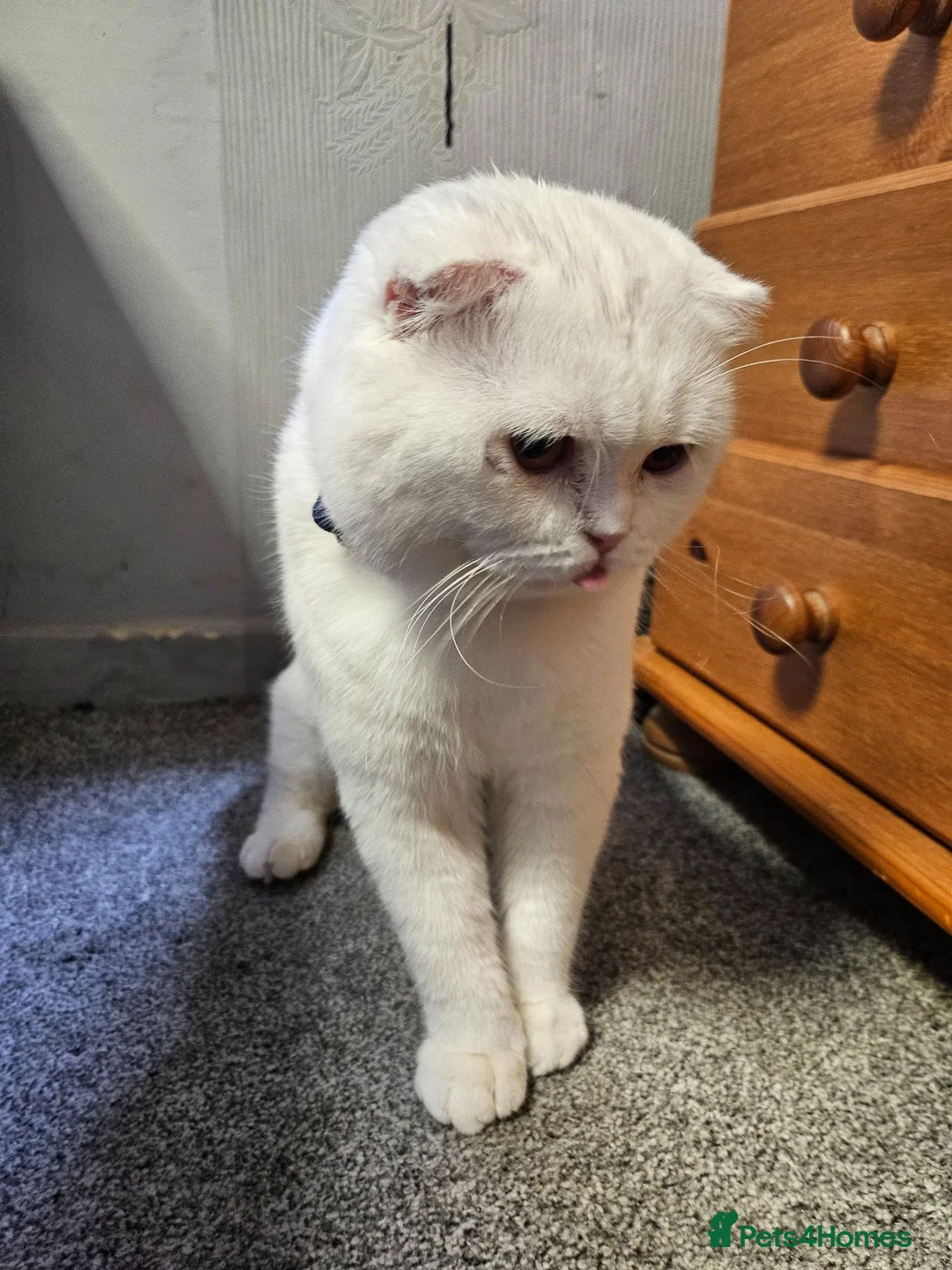 Scottish Fold cats for sale: Scottish fold in Clacton-on-Sea - Advert 5