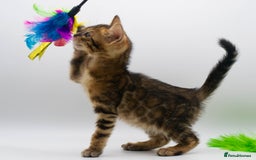 Bengal cats for sale: Gorgeous TICA Registered Bengal Kittens! - Image 5