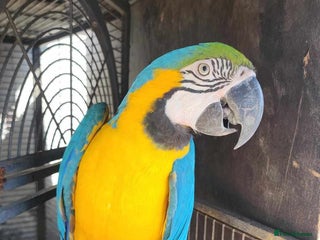 Macaws birds Blue and Gold Macaw for sale - Advert 4