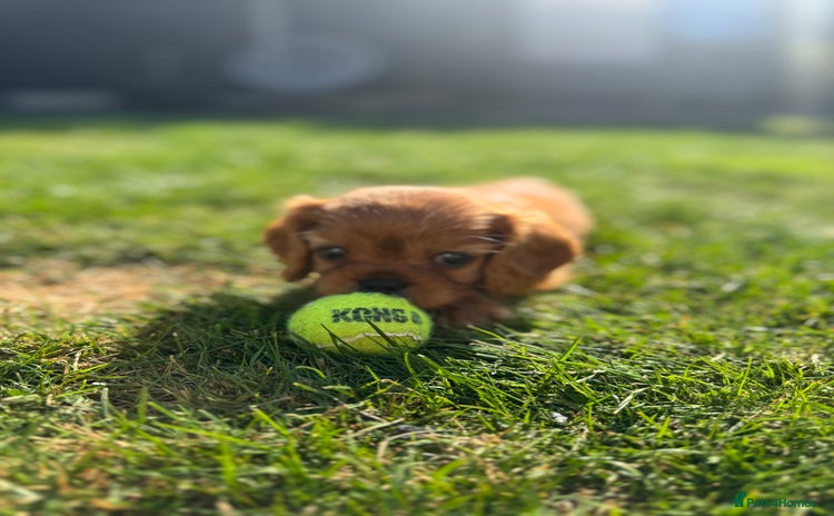 Cavalier King Charles Spaniel dogs - Advert 4