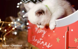 British Shorthair cats for sale: BSH Males and Females available  - Image 13