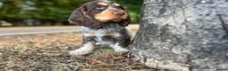 Cocker Spaniel dogs for sale: Puppy looking for a loving forever home  in Sittingbourne - Advert 6