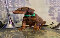 Dobermann dogs for sale: Gorgeous Eu**an Dobermann Puppies - Image 15