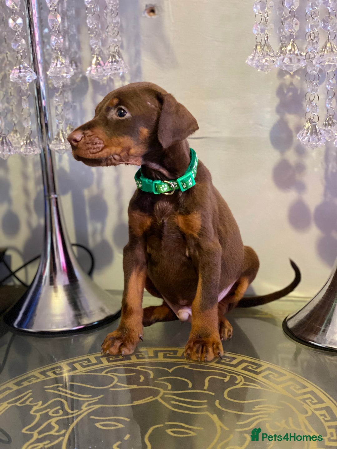 Dobermann dogs for sale: Gorgeous Eu**an Dobermann Puppies - Image 15