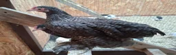 Chickens poultry for sale: Pekin Bantam Hens, Cuckoo & Millifleur - Advert 3