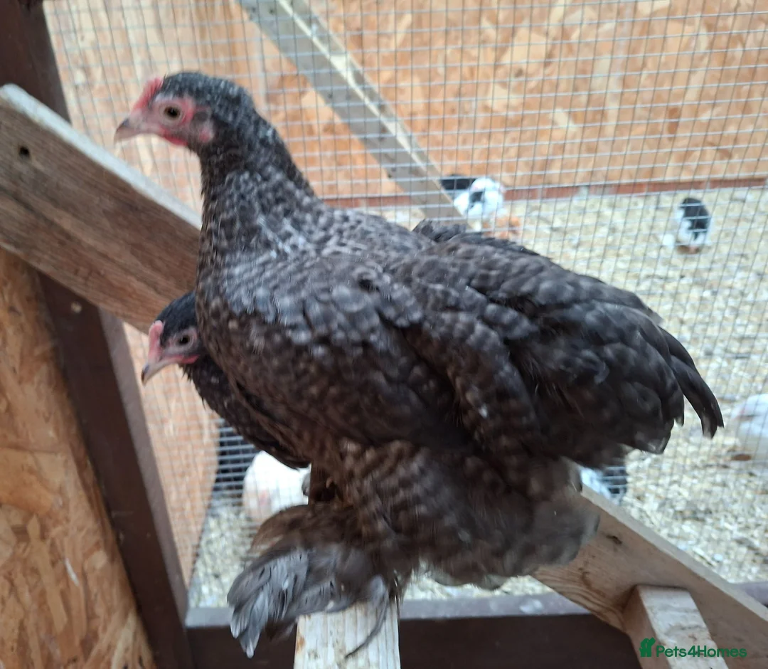 Chickens poultry for sale: Pekin Bantam Hens, Cuckoo & Millifleur - Advert 3