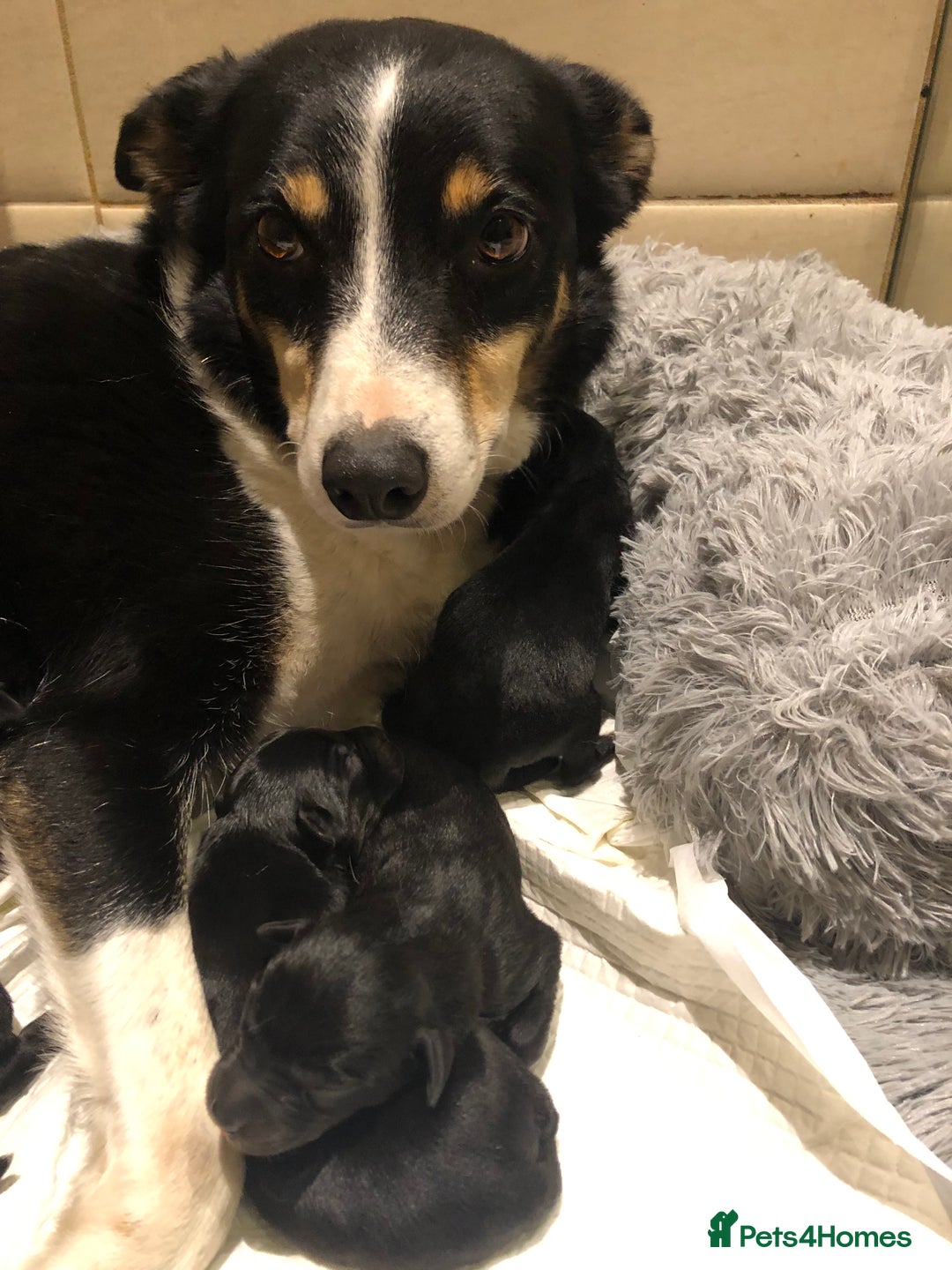 Borador dogs for sale: Borador puppies  - Advert 1