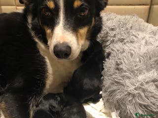 Borador dogs Borador puppies - Advert 3