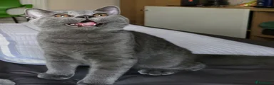 British Shorthair 1
