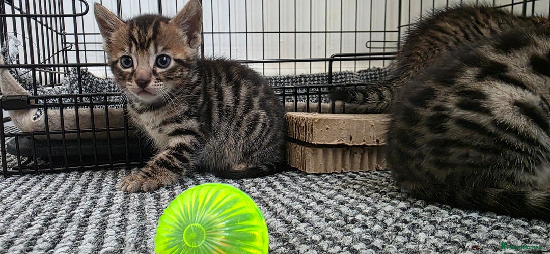 Bengal cats for sale: Mixed Tabby x Bengal Kittens – 2 Males Left 🐾 - Image 8