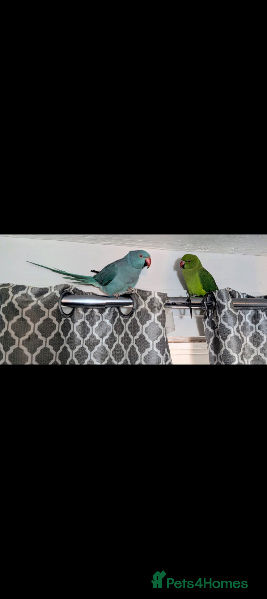 Ringnecks birds Blue female and green male - Advert 1