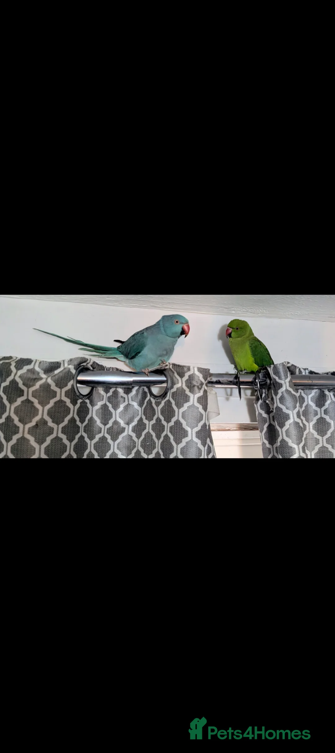 Ringnecks birds for sale: Blue female and green male - Advert 1