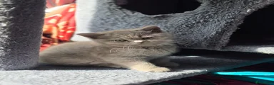 Playful British Shorthair Girl