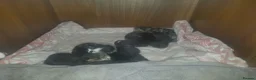 Bengal cats for sale: 8 Bengal mix kittens  in Bradford - Advert 2